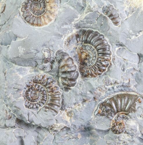 Ammonite Fossil Slab - Marston Magna Marble #63492